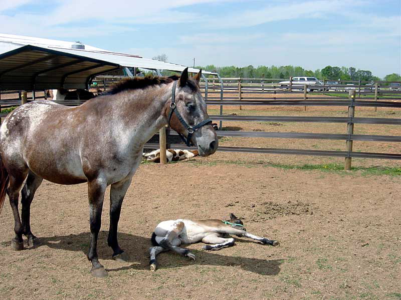 nag_and_foal1