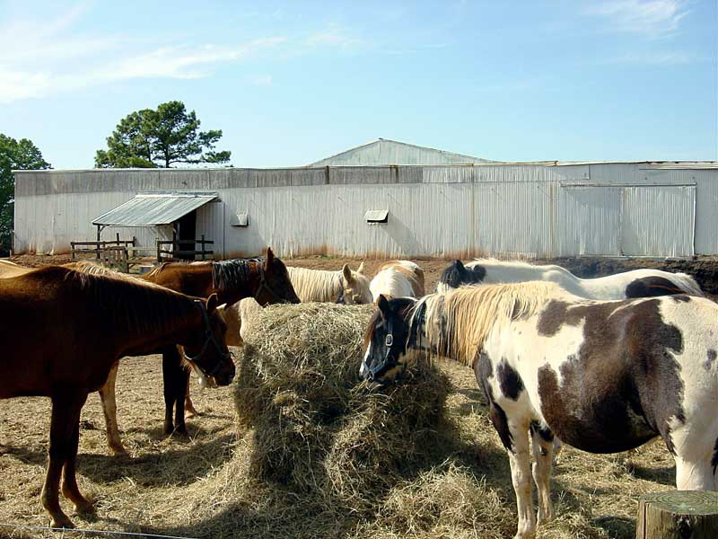 equine_buffet