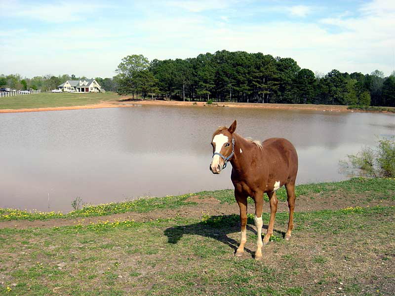 one_eared_horse