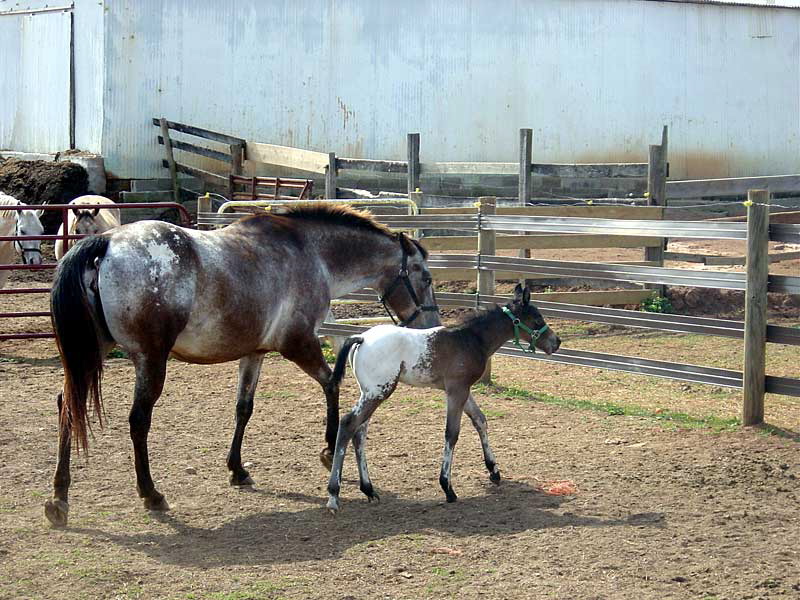 nag_and_foal2