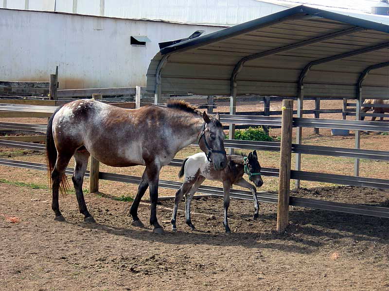 nag_and_foal3