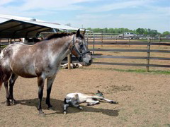 nag_and_foal1