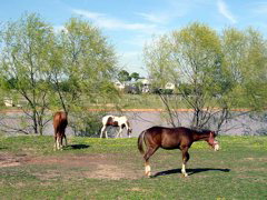 south_cross_ranch