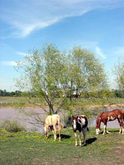 grazing_horses