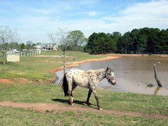 appaloosa_horse