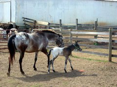 nag_and_foal2